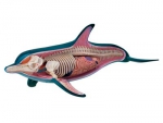 Modelo de Anatomia 4d para Ensino - Golfinho