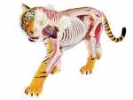 Modelo de Anatomia 4d para Ensino - Tigre